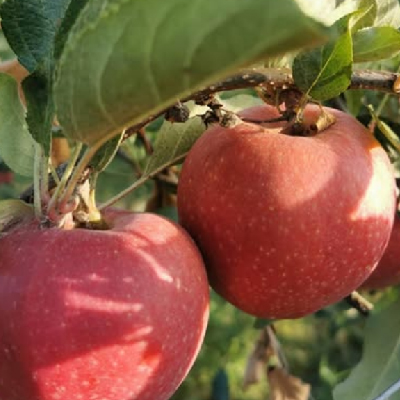 Mele Umbria Scelte per Te